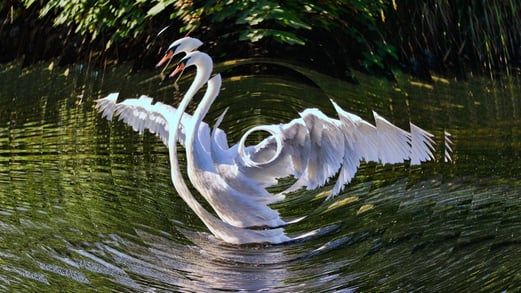Ripple Swan